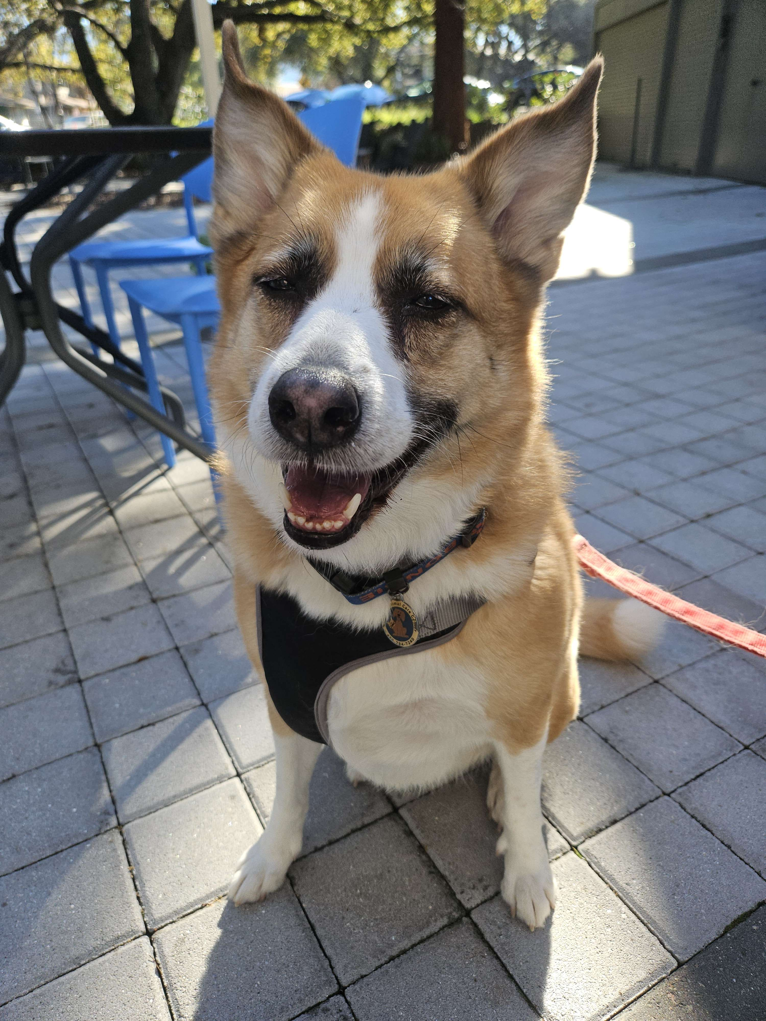 Bonnie