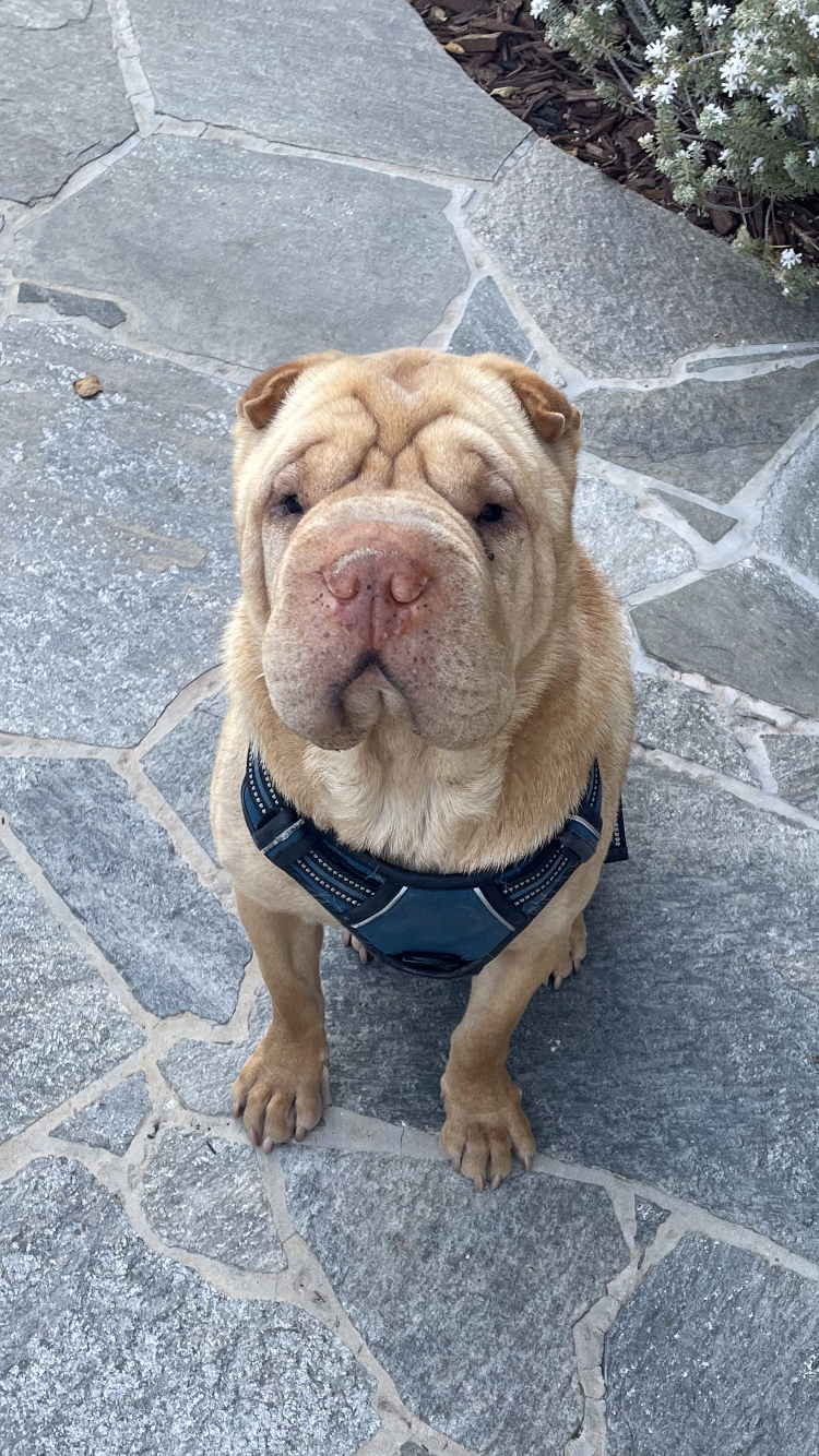 Bronson