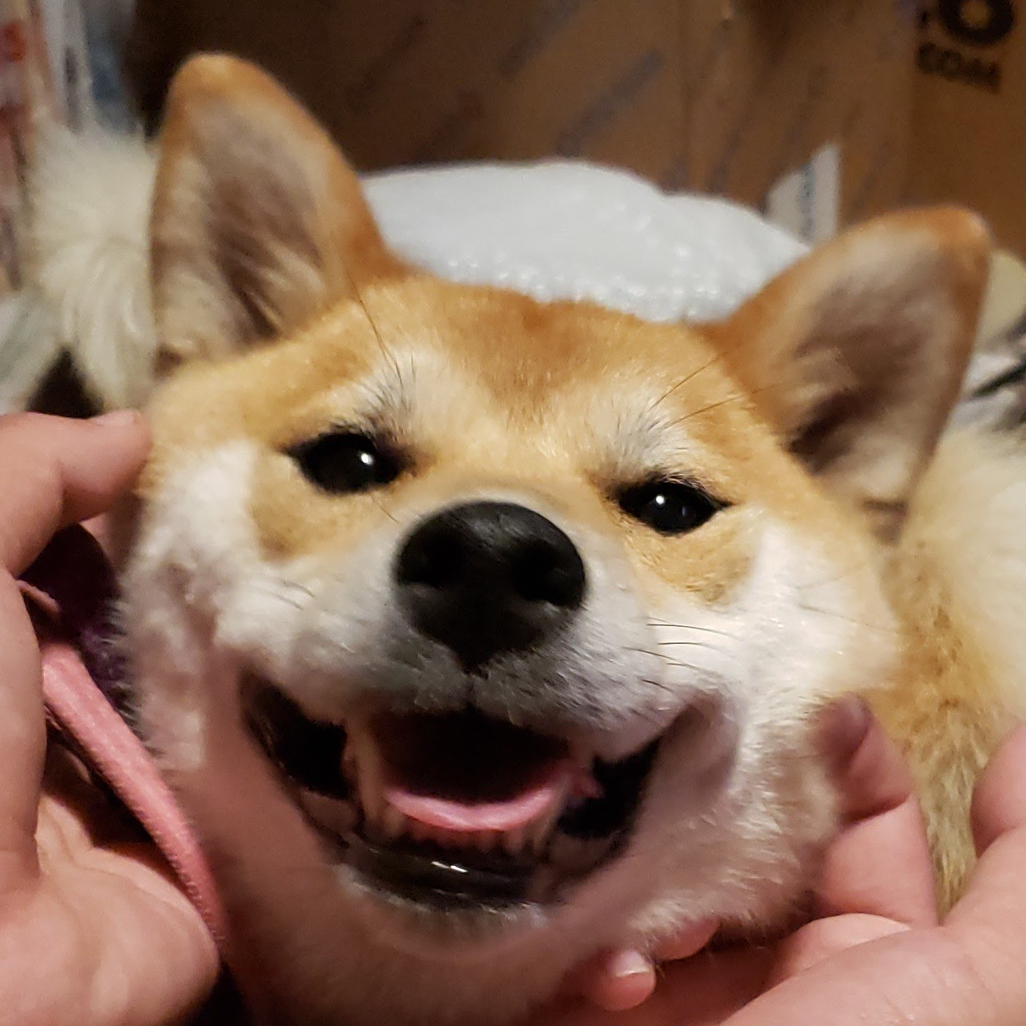 Miko