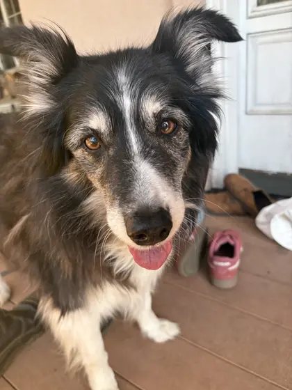 Moxie