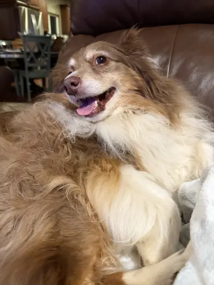 Ringo