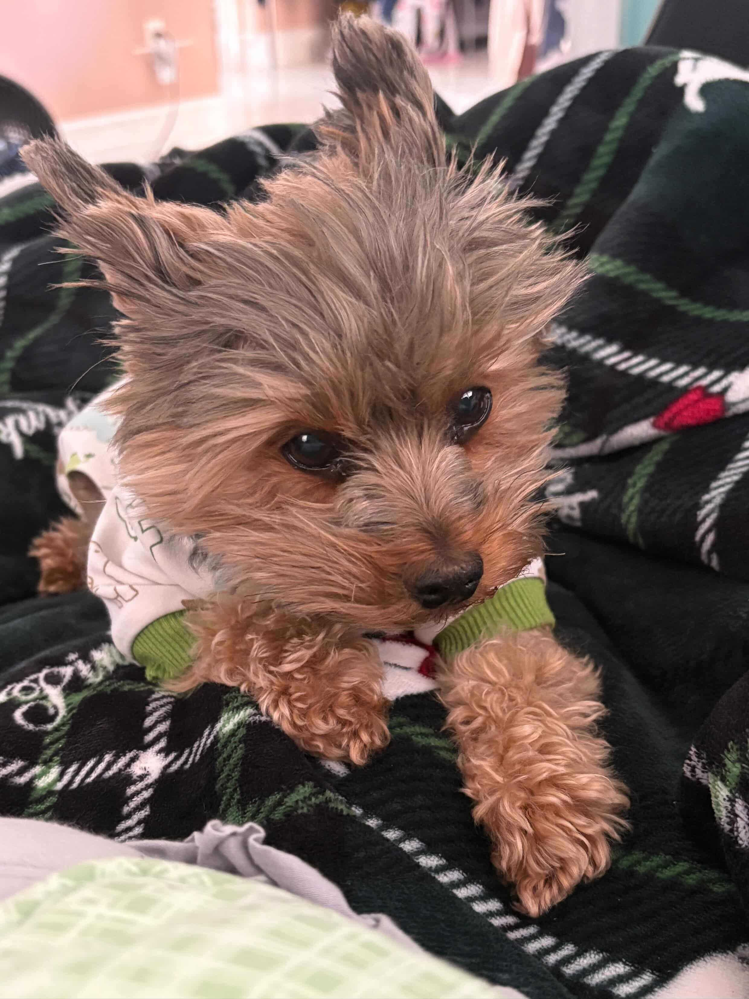 (Brian's) Rocky